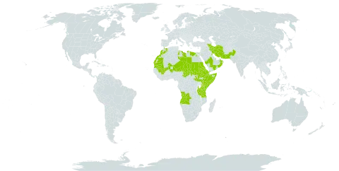 Blepharis edulis world distribution map, present in Angola, Bahrain, Djibouti, Egypt, Eritrea, Ethiopia, Iran (Islamic Republic of), Israel, Kenya, Kuwait, Libya, Morocco, Mali, Mauritania, Niger, Oman, Pakistan, Qatar, Saudi Arabia, Sudan, Somalia, South Sudan, Chad, Tanzania, United Republic of, Uganda, and Yemen