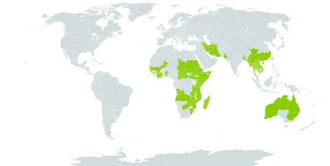 Blumea axillaris world distribution map, present in Afghanistan, Angola, Australia, Benin, Burkina Faso, Bangladesh, Bhutan, Botswana, Central African Republic, China, Côte d'Ivoire, Eritrea, Ethiopia, Guinea, Guinea-Bissau, Iran (Islamic Republic of), Kenya, Cambodia, Lao People's Democratic Republic, Sri Lanka, Madagascar, Mali, Myanmar, Mozambique, Mauritius, Nepal, Pakistan, Philippines, Sudan, Senegal, Somalia, South Sudan, eSwatini, Chad, Togo, Thailand, Taiwan, Province of China, Tanzania, United Republic of, Uganda, Viet Nam, South Africa, Zambia, and Zimbabwe