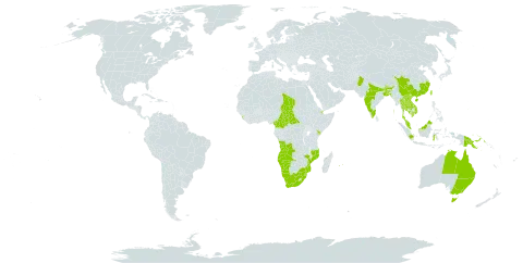 Blumea lacera world distribution map, present in Angola, Australia, Bangladesh, Bhutan, Central African Republic, China, Cameroon, Cabo Verde, Djibouti, Guam, Indonesia, India, Kenya, Cambodia, Lao People's Democratic Republic, Sri Lanka, Mozambique, Mauritius, Malaysia, Namibia, Nepal, Pakistan, Philippines, Papua New Guinea, Réunion, Singapore, eSwatini, Chad, Thailand, Taiwan, Province of China, Viet Nam, and South Africa
