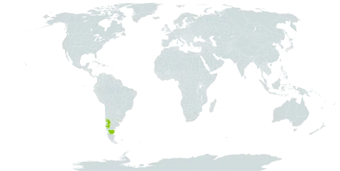 Blumenbachia sylvestris world distribution map, present in Argentina, Chile, and Uruguay