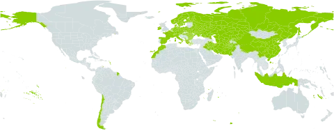 Blysmus world distribution map, present in Afghanistan, Albania, Austria, Bulgaria, Belarus, Switzerland, Chile, China, Czech Republic, Germany, Denmark, Spain, Finland, France, Greece, Hungary, Indonesia, Ireland, Iran (Islamic Republic of), Iraq, Italy, Kazakhstan, Kyrgyzstan, Morocco, Montenegro, Netherlands, Norway, Nepal, Pakistan, Poland, Romania, Russian Federation, Sweden, Turks and Caicos Islands, Turkmenistan, Ukraine, United States of America, and Uzbekistan