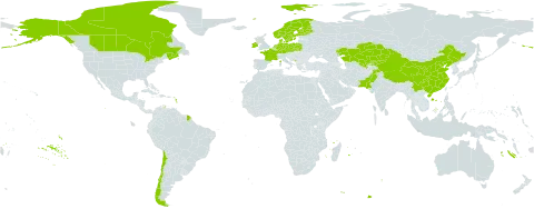 Blysmus rufus world distribution map, present in Canada, Chile, China, Czech Republic, Germany, Denmark, Finland, France, Ireland, Kazakhstan, Kyrgyzstan, Montenegro, Netherlands, Norway, Pakistan, Poland, Sweden, United States of America, and Uzbekistan