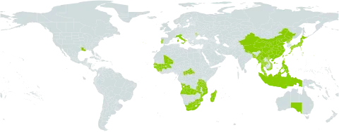 Blyxa world distribution map, present in Angola, Andorra, Australia, Burkina Faso, Bangladesh, Central African Republic, China, Guinea, Guinea-Bissau, Indonesia, Italy, Japan, Moldova (Republic of), Madagascar, Mali, Myanmar, Mozambique, Malaysia, Nepal, Philippines, Korea (Democratic People's Republic of), Portugal, Senegal, Sierra Leone, Thailand, Taiwan, Province of China, Tanzania, United Republic of, United States of America, Viet Nam, South Africa, and Zambia