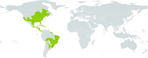 Boehmeria cylindrica world distribution map, present in Argentina, Bermuda, Bolivia (Plurinational State of), Brazil, Canada, Colombia, Costa Rica, Cuba, Dominican Republic, Guatemala, French Guiana, Honduras, Haiti, Jamaica, Mexico, Nicaragua, Panama, Puerto Rico, Paraguay, Suriname, Trinidad and Tobago, Uruguay, United States of America, and Venezuela (Bolivarian Republic of)