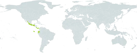 Boehmeria radiata world distribution map, present in Costa Rica, Ecuador, Guatemala, Mexico, Panama, and El Salvador