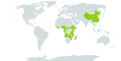 Boehmeria virgata subsp. macrophylla world distribution map, present in Angola, Central African Republic, China, Côte d'Ivoire, Cameroon, Congo, Comoros, Ethiopia, Gabon, Guinea, Equatorial Guinea, Kenya, Madagascar, Mozambique, Mauritius, Malawi, Nigeria, Réunion, Rwanda, Sierra Leone, South Sudan, Sao Tome and Principe, Tanzania, United Republic of, Uganda, Zambia, and Zimbabwe