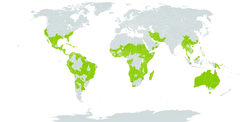 Boerhavia diffusa world distribution map, present in Afghanistan, Angola, Anguilla, United Arab Emirates, Argentina, American Samoa, French Southern Territories, Australia, Benin, Bonaire, Sint Eustatius and Saba, Burkina Faso, Bahamas, Belize, Bolivia (Plurinational State of), Brazil, Botswana, Chile, China, Côte d'Ivoire, Congo, Cook Islands, Colombia, Costa Rica, Cuba, Cayman Islands, Dominica, Dominican Republic, Ecuador, Eritrea, Ethiopia, Gabon, Ghana, Guinea, Guinea-Bissau, Equatorial Guinea, Grenada, Guatemala, French Guiana, Guyana, Honduras, Haiti, Indonesia, India, Iran (Islamic Republic of), Israel, Jamaica, Kenya, Cambodia, Liberia, Saint Lucia, Sri Lanka, Madagascar, Maldives, Mexico, Marshall Islands, Mali, Myanmar, Mozambique, Montserrat, Malawi, Malaysia, Namibia, Niger, Nigeria, Nicaragua, Oman, Pakistan, Panama, Peru, Philippines, Papua New Guinea, Puerto Rico, Paraguay, Saudi Arabia, Sudan, Senegal, Singapore, Sierra Leone, Somalia, South Sudan, Sao Tome and Principe, Suriname, eSwatini, Seychelles, Turks and Caicos Islands, Chad, Togo, Thailand, Tonga, Trinidad and Tobago, Taiwan, Province of China, Tanzania, United Republic of, Uganda, Uruguay, United States of America, Saint Vincent and the Grenadines, Venezuela (Bolivarian Republic of), Viet Nam, Samoa, Yemen, South Africa, Zambia, and Zimbabwe