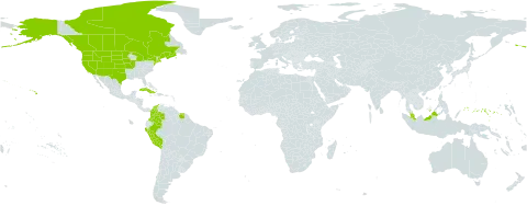 Bolboschoenus maritimus subsp. paludosus world distribution map, present in Canada, Colombia, Cuba, France, Micronesia (Federated States of), Malaysia, Peru, Suriname, and United States of America