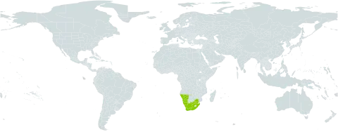 Boophone haemanthoides world distribution map, present in Namibia and South Africa