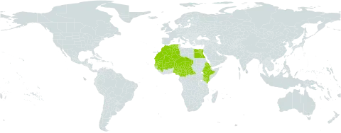 Boscia senegalensis world distribution map, present in Burkina Faso, Central African Republic, Cameroon, Algeria, Egypt, Eritrea, Ethiopia, Guinea, Kenya, Sri Lanka, Morocco, Mali, Mauritania, Niger, Nigeria, Senegal, and Chad