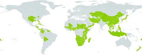 Bothriochloa bladhii world distribution map, present in Afghanistan, Angola, Benin, Burkina Faso, Bangladesh, Belize, Bolivia (Plurinational State of), Botswana, China, Cook Islands, Colombia, Cuba, Dominica, Ethiopia, Fiji, Ghana, Guyana, Honduras, Haiti, Indonesia, Iran (Islamic Republic of), Jamaica, Japan, Kazakhstan, Kenya, Kyrgyzstan, Lao People's Democratic Republic, Moldova (Republic of), Madagascar, Mali, Myanmar, Mozambique, Mauritius, Namibia, Nigeria, Nicaragua, Nepal, Nauru, New Zealand, Oman, Pakistan, Panama, Philippines, Réunion, Sudan, Senegal, Suriname, eSwatini, Turks and Caicos Islands, Chad, Thailand, Tonga, Taiwan, Province of China, Tanzania, United Republic of, Uganda, United States of America, Uzbekistan, Viet Nam, Wallis and Futuna, Samoa, Yemen, South Africa, Zambia, and Zimbabwe