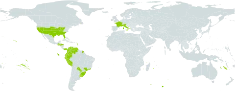 Bothriochloa laguroides world distribution map, present in Brazil, Colombia, Ecuador, France, Guatemala, Honduras, Italy, Panama, Peru, Paraguay, Uruguay, United States of America, and Venezuela (Bolivarian Republic of)