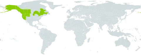 Botrychium ascendens world distribution map, present in Canada and United States of America