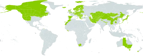Botrychium lunaria world distribution map, present in Afghanistan, Albania, Andorra, Armenia, Australia, Austria, Azerbaijan, Belgium, Bulgaria, Bosnia and Herzegovina, Belarus, Bhutan, Canada, Switzerland, China, Czech Republic, Germany, Denmark, Spain, Estonia, Finland, France, United Kingdom of Great Britain and Northern Ireland, Georgia, Greece, Croatia, Hungary, India, Iran (Islamic Republic of), Iceland, Italy, Japan, Kazakhstan, Kyrgyzstan, Liberia, Liechtenstein, Lithuania, Luxembourg, Latvia, Morocco, North Macedonia, Malta, Montenegro, Mongolia, Netherlands, Norway, Nepal, New Zealand, Pakistan, Poland, Korea (Democratic People's Republic of), Portugal, Romania, Serbia, Slovakia, Slovenia, Sweden, Tajikistan, Turkmenistan, Turkey, Taiwan, Province of China, Ukraine, United States of America, Uzbekistan, and South Africa