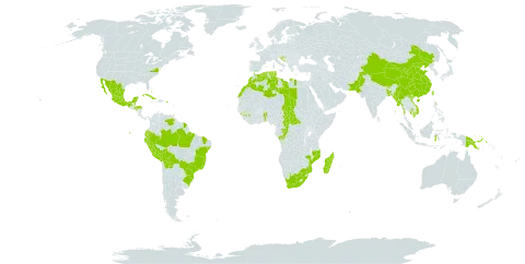 Bougainvillea spectabilis world distribution map, present in Antigua and Barbuda, Benin, Burkina Faso, Bangladesh, Bahamas, Belize, Bolivia (Plurinational State of), Brazil, Bhutan, Central African Republic, China, Congo, Colombia, Cuba, Cayman Islands, Algeria, Ecuador, Spain, Fiji, Micronesia (Federated States of), Guinea, Guadeloupe, Equatorial Guinea, French Guiana, Guam, Honduras, Croatia, Indonesia, India, Cambodia, Kiribati, Libya, Morocco, Madagascar, Maldives, Mexico, Marshall Islands, Myanmar, Northern Mariana Islands, Mozambique, Niue, Nepal, Pakistan, Peru, Papua New Guinea, Puerto Rico, Portugal, Singapore, Sao Tome and Principe, Chad, Tonga, Trinidad and Tobago, Tunisia, Taiwan, Province of China, United States Minor Outlying Islands, United States of America, Venezuela (Bolivarian Republic of), Viet Nam, and South Africa
