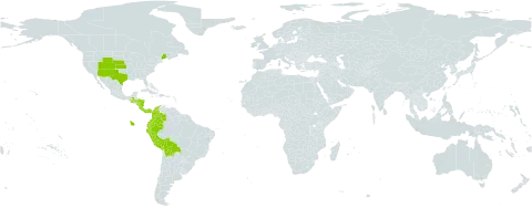Bouteloua simplex world distribution map, present in Bolivia (Plurinational State of), Colombia, Costa Rica, Ecuador, Guatemala, Honduras, Nicaragua, Panama, Peru, and United States of America