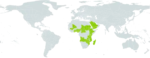 Breonadia world distribution map, present in Angola, Benin, Central African Republic, Ethiopia, Ghana, Kenya, Madagascar, Mali, Mozambique, Nigeria, Saudi Arabia, Sudan, eSwatini, Chad, Togo, Tanzania, United Republic of, Yemen, Zambia, and Zimbabwe