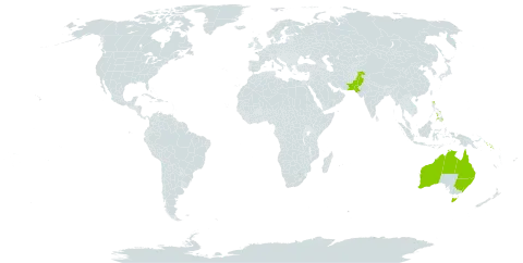 Breynia cernua world distribution map, present in Australia, Pakistan, Philippines, and Solomon Islands