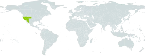 Brickellia atractyloides world distribution map, present in Mexico and United States of America