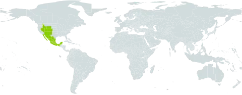 Brickellia microphylla var. scabra world distribution map, present in Mexico and United States of America