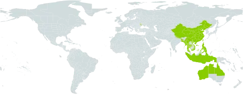 Bridelia tomentosa world distribution map, present in Andorra, Australia, Bangladesh, China, Indonesia, India, Moldova (Republic of), Myanmar, Nepal, Philippines, Thailand, Taiwan, Province of China, and Viet Nam