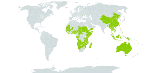 Bridelia world distribution map, present in Angola, Andorra, Australia, Benin, Burkina Faso, Bangladesh, Botswana, Central African Republic, China, Congo, Cabo Verde, Eritrea, Ethiopia, Gabon, Ghana, Guinea, Gambia, Guinea-Bissau, Indonesia, Kenya, Lao People's Democratic Republic, Liberia, Moldova (Republic of), Madagascar, Mali, Myanmar, Mozambique, Mauritania, Namibia, Nigeria, Nepal, Philippines, Réunion, Rwanda, Sudan, Senegal, Solomon Islands, Sierra Leone, Somalia, eSwatini, Chad, Togo, Thailand, Taiwan, Province of China, Tanzania, United Republic of, Uganda, Viet Nam, Vanuatu, Yemen, Zambia, and Zimbabwe