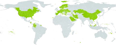 Bromus arvensis world distribution map, present in Åland Islands, Albania, Austria, Bulgaria, Belarus, Canada, Switzerland, China, Colombia, Cyprus, Czech Republic, Germany, Denmark, Spain, Finland, France, Micronesia (Federated States of), Georgia, Greece, Hungary, Iran (Islamic Republic of), Italy, Kazakhstan, Malaysia, Nicaragua, Netherlands, Norway, Poland, Romania, Saudi Arabia, Sweden, Turks and Caicos Islands, Ukraine, and United States of America