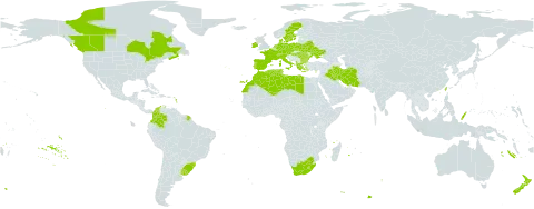 Bromus commutatus world distribution map, present in Åland Islands, Albania, Austria, Bulgaria, Belarus, Brazil, Canada, Switzerland, Colombia, Cyprus, Czech Republic, Germany, Denmark, Algeria, Spain, France, Greece, Hungary, Ireland, Iran (Islamic Republic of), Iraq, Italy, Libya, Lesotho, Morocco, Netherlands, New Zealand, Palau, Poland, Portugal, Romania, Sweden, Turks and Caicos Islands, Tunisia, Taiwan, Province of China, Ukraine, Uruguay, and South Africa