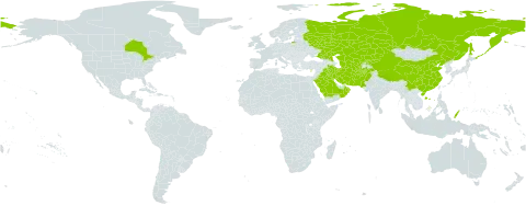 Bromus danthoniae world distribution map, present in Afghanistan, Canada, China, Cyprus, Iran (Islamic Republic of), Iraq, Kazakhstan, Kyrgyzstan, Kuwait, Oman, Pakistan, Palau, Russian Federation, Saudi Arabia, Singapore, Turks and Caicos Islands, Turkmenistan, and Uzbekistan