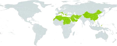 Bromus fasciculatus world distribution map, present in Afghanistan, China, Cyprus, Algeria, Egypt, France, Greece, Iran (Islamic Republic of), Iraq, Italy, Libya, Morocco, Oman, Palau, Saudi Arabia, Sudan, Singapore, Turks and Caicos Islands, Chad, and Tunisia