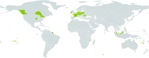 Bromus ferronii world distribution map, present in Albania, Austria, Canada, Czech Republic, Germany, Denmark, France, Ireland, Malaysia, Netherlands, Poland, Romania, and United States of America