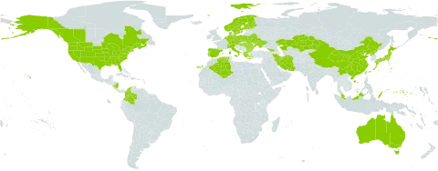 Bromus secalinus world distribution map, present in Åland Islands, Australia, Austria, Bulgaria, Belarus, Canada, Switzerland, China, Colombia, Czech Republic, Germany, Denmark, Algeria, Spain, Finland, France, Micronesia (Federated States of), Georgia, Greece, Hungary, Iran (Islamic Republic of), Italy, Japan, Kazakhstan, Malaysia, Nicaragua, Netherlands, Norway, Palau, Poland, Korea (Democratic People's Republic of), Portugal, Romania, Sweden, Turks and Caicos Islands, Taiwan, Province of China, Ukraine, and United States of America