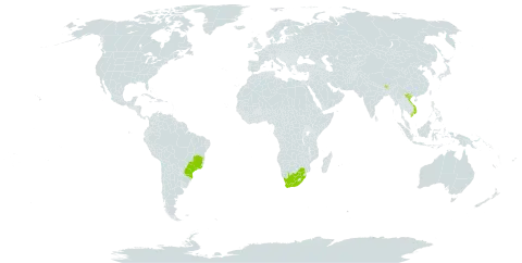 Brunfelsia pauciflora world distribution map, present in Brazil, Bhutan, Nepal, Viet Nam, and South Africa