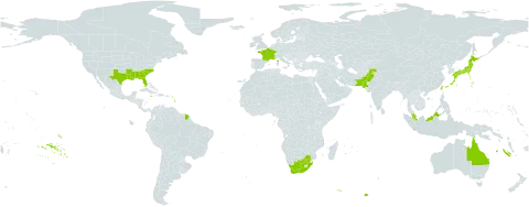 Buddleja lindleyana world distribution map, present in Australia, China, France, Jamaica, Japan, Martinique, Malaysia, Pakistan, Taiwan, Province of China, United States of America, and South Africa