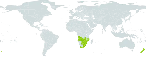 Buddleja salviifolia world distribution map, present in Angola, Botswana, Lesotho, Mozambique, New Zealand, eSwatini, South Africa, Zambia, and Zimbabwe