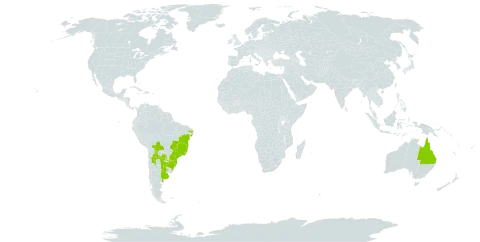 Buddleja stachyoides world distribution map, present in Argentina, Australia, Bolivia (Plurinational State of), Brazil, Paraguay, and Uruguay