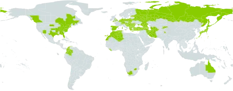 Bupleurum rotundifolium world distribution map, present in Albania, Armenia, Australia, Austria, Azerbaijan, Belgium, Bulgaria, Bosnia and Herzegovina, Belarus, Canada, Switzerland, Colombia, Germany, Algeria, Spain, Estonia, France, United Kingdom of Great Britain and Northern Ireland, Georgia, Greece, Croatia, Hungary, India, Iran (Islamic Republic of), Italy, Japan, Kyrgyzstan, Liberia, Luxembourg, Morocco, Moldova (Republic of), North Macedonia, Montenegro, Netherlands, Pakistan, Poland, Romania, Russian Federation, Serbia, Slovakia, Slovenia, Turkmenistan, Turkey, Ukraine, United States of America, and South Africa