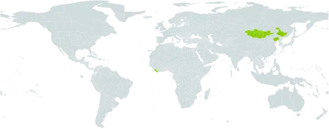 Bupleurum sibiricum world distribution map, present in China, Liberia, and Mongolia