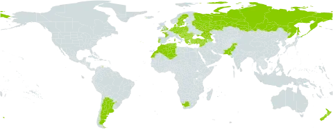 Bupleurum tenuissimum world distribution map, present in Albania, Argentina, Austria, Azerbaijan, Belgium, Bulgaria, Bosnia and Herzegovina, Czech Republic, Germany, Denmark, Algeria, Spain, Estonia, France, United Kingdom of Great Britain and Northern Ireland, Georgia, Greece, Croatia, Hungary, Iceland, Israel, Italy, Lebanon, Morocco, Moldova (Republic of), North Macedonia, Montenegro, Netherlands, New Zealand, Pakistan, Poland, Portugal, Romania, Russian Federation, Serbia, Slovakia, Slovenia, Sweden, Syrian Arab Republic, Tunisia, Turkey, Ukraine, and South Africa