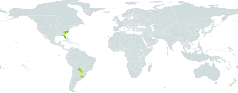Butia world distribution map, present in Paraguay, Uruguay, and United States of America