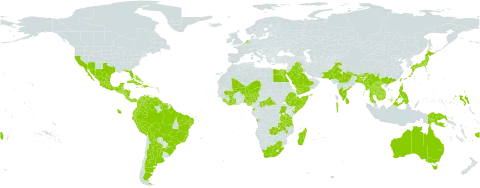 Caesalpinia pulcherrima world distribution map, present in Angola, Anguilla, Argentina, American Samoa, Antigua and Barbuda, Australia, Bangladesh, Bahamas, Belize, Bolivia (Plurinational State of), Brazil, Barbados, Brunei Darussalam, Bhutan, Central African Republic, China, Côte d'Ivoire, Cook Islands, Colombia, Comoros, Costa Rica, Cuba, Cayman Islands, Dominica, Dominican Republic, Ecuador, Egypt, Ethiopia, Fiji, Guernsey, Ghana, Guadeloupe, Equatorial Guinea, Grenada, Guatemala, French Guiana, Guyana, Hong Kong, Honduras, Haiti, Indonesia, India, Iraq, Jamaica, Japan, Kenya, Cambodia, Saint Kitts and Nevis, Lao People's Democratic Republic, Liberia, Saint Lucia, Sri Lanka, Madagascar, Maldives, Mexico, Marshall Islands, Mali, Myanmar, Northern Mariana Islands, Montserrat, Martinique, Mauritius, Malawi, Malaysia, Niger, Nigeria, Nicaragua, Niue, Netherlands, Nepal, Pakistan, Panama, Peru, Philippines, Papua New Guinea, Puerto Rico, Réunion, Saudi Arabia, Singapore, Sierra Leone, El Salvador, Somalia, Suriname, Seychelles, Thailand, Taiwan, Province of China, Tanzania, United Republic of, Uganda, United States of America, Venezuela (Bolivarian Republic of), Viet Nam, Yemen, South Africa, and Zambia