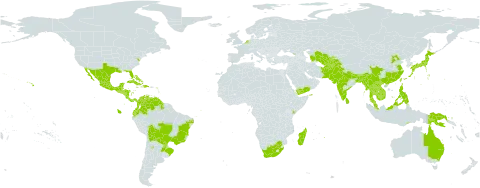 Cajanus cajan world distribution map, present in Afghanistan, Anguilla, Argentina, American Samoa, Antigua and Barbuda, Australia, Azerbaijan, Bangladesh, Bahamas, Belize, Bolivia (Plurinational State of), Brazil, Barbados, Bhutan, China, Colombia, Costa Rica, Cuba, Cayman Islands, Dominica, Dominican Republic, Ecuador, Georgia, Guernsey, Guadeloupe, Grenada, Guatemala, French Guiana, Guam, Guyana, Honduras, Haiti, Indonesia, India, Jamaica, Japan, Kenya, Cambodia, Saint Kitts and Nevis, Lao People's Democratic Republic, Saint Lucia, Sri Lanka, Madagascar, Mexico, Myanmar, Northern Mariana Islands, Montserrat, Martinique, Mauritius, Malaysia, Mayotte, Nicaragua, Netherlands, Nepal, Nauru, Pakistan, Panama, Philippines, Papua New Guinea, Puerto Rico, Paraguay, Réunion, Singapore, El Salvador, Seychelles, Thailand, Tajikistan, Turkmenistan, Timor-Leste, Trinidad and Tobago, Taiwan, Province of China, United States of America, Uzbekistan, Venezuela (Bolivarian Republic of), Viet Nam, Yemen, and South Africa
