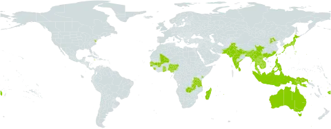 Cajanus scarabaeoides world distribution map, present in Australia, Bangladesh, Bhutan, China, Fiji, Ghana, Guinea-Bissau, Hong Kong, Indonesia, India, Jamaica, Japan, Kenya, Cambodia, Lao People's Democratic Republic, Sri Lanka, Madagascar, Mali, Myanmar, Northern Mariana Islands, Mauritius, Malaysia, Nigeria, Nepal, Pakistan, Philippines, Papua New Guinea, Réunion, Senegal, Sierra Leone, Thailand, Taiwan, Province of China, Tanzania, United Republic of, United States of America, Viet Nam, and Zambia