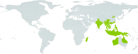 Cajanus scarabaeoides var. scarabaeoides world distribution map, present in Australia, China, Indonesia, India, Jamaica, Cambodia, Lao People's Democratic Republic, Madagascar, Myanmar, Mauritius, Malaysia, Philippines, Papua New Guinea, Réunion, Thailand, Taiwan, Province of China, and Viet Nam