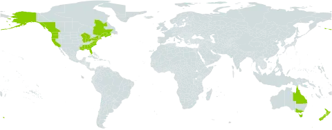 Cakile edentula world distribution map, present in Australia, Canada, France, New Zealand, and United States of America
