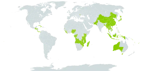 Calanthe world distribution map, present in Angola, Andorra, Australia, Burkina Faso, Bangladesh, China, Congo, Comoros, Costa Rica, Cuba, Dominica, Fiji, Gabon, Guinea, Guatemala, Honduras, Indonesia, Jamaica, Japan, Kenya, Lao People's Democratic Republic, Liberia, Moldova (Republic of), Madagascar, Myanmar, Mozambique, Mauritius, Norfolk Island, Nigeria, Nepal, Pakistan, Panama, Philippines, Korea (Democratic People's Republic of), Réunion, Rwanda, Solomon Islands, Sierra Leone, eSwatini, Seychelles, Thailand, Tonga, Taiwan, Province of China, Tanzania, United Republic of, Uganda, Viet Nam, Vanuatu, Wallis and Futuna, Samoa, Zambia, and Zimbabwe