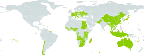 Caldesia world distribution map, present in Angola, Australia, Austria, Benin, Burkina Faso, Bangladesh, Bulgaria, Bahamas, Belarus, Botswana, Switzerland, Chile, China, Congo, Germany, Egypt, France, Guinea, Hungary, Indonesia, Italy, Japan, Kenya, Lao People's Democratic Republic, Moldova (Republic of), Madagascar, Myanmar, Malaysia, Nigeria, Nepal, Pakistan, Poland, Korea (Democratic People's Republic of), Romania, Rwanda, Sudan, Senegal, Thailand, Taiwan, Province of China, Tanzania, United Republic of, Uganda, Ukraine, Viet Nam, South Africa, Zambia, and Zimbabwe