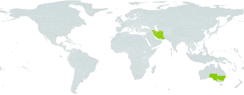 Calendula palaestina world distribution map, present in Australia, Iran (Islamic Republic of), Israel, and Lebanon