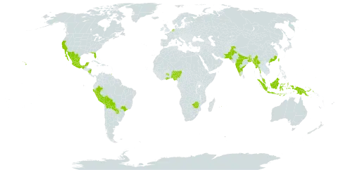 Calliandra haematocephala world distribution map, present in American Samoa, Bangladesh, Bolivia (Plurinational State of), Brazil, Brunei Darussalam, Bhutan, China, Micronesia (Federated States of), Ghana, Indonesia, India, Mexico, Myanmar, Mauritius, Malaysia, Nigeria, Nicaragua, Netherlands, Pakistan, Peru, Papua New Guinea, Paraguay, Singapore, Trinidad and Tobago, Taiwan, Province of China, United States of America, and Zimbabwe