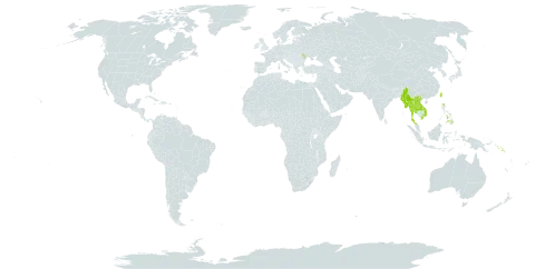 Callicarpa pedunculata world distribution map, present in Lao People's Democratic Republic, Moldova (Republic of), Myanmar, Philippines, Solomon Islands, Thailand, Taiwan, Province of China, and Viet Nam